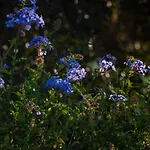 Casa Flor De Sal * Moncarapacho