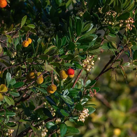 Lantställe Casa Flor De Sal Moncarapacho