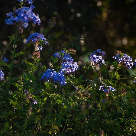 Casa Flor De Sal * Moncarapacho