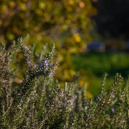 Séjour à la campagne Casa Flor De Sal Moncarapacho