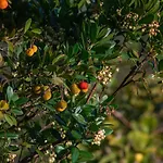 Lantställe Casa Flor De Sal Moncarapacho